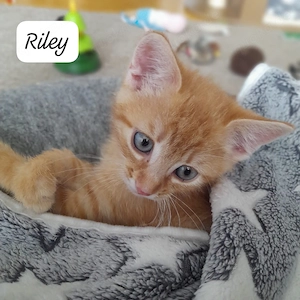 Murphy und Riley die Rabauken suchen ein Zuhause # Tierschutz 