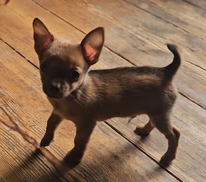 Chihuahua Welpen Weibchen und Rüde 