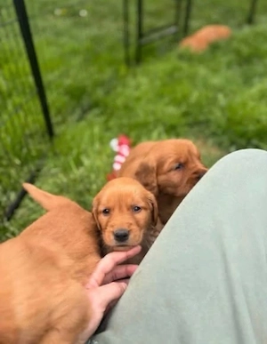 Wenn du auf der Suche nach einem süßen Golden-Retriever-Welpen bist, bist du hier genau richtig!!   