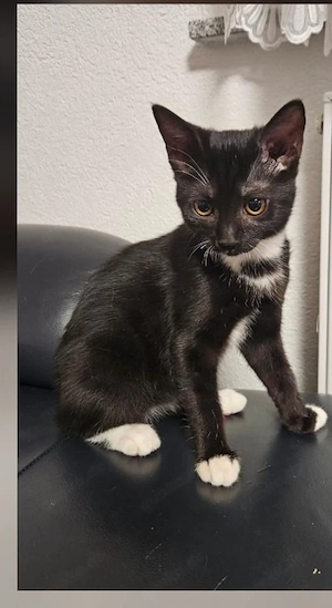 Süße Kitten in liebevolle Hände abzugeben 
