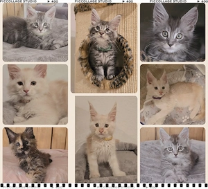 Reinrassige Maine Coon Kitten 
