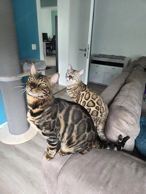Zwei wunderschöne Bengal Kater abzugeben 
