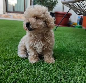 Maltipoo Welpe sucht ein liebevolles Zuhause