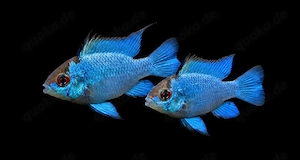 Electric Blue Schmetterlingsbuntbarsch Mikrogeophagus ramirezi 