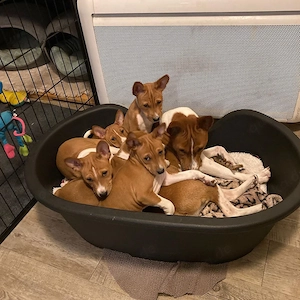 Basenji-Welpen suchen ein liebevolles Zuhause