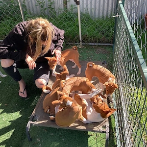 Basenji-Welpen suchen ein liebevolles Zuhause