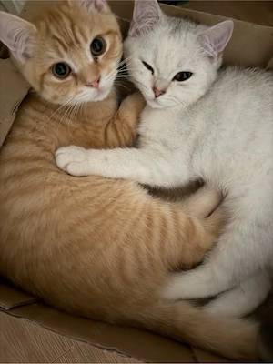 Reinrassige BKH Kitten  Bild 10
