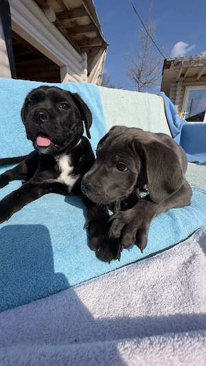 Cane-Corso-Welpen suchen ein liebevolles Zuhause
