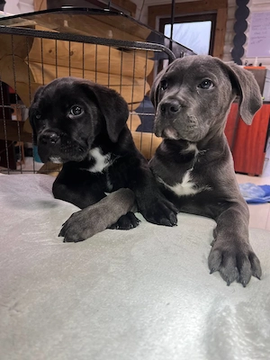 Cane-Corso-Welpen suchen ein liebevolles Zuhause