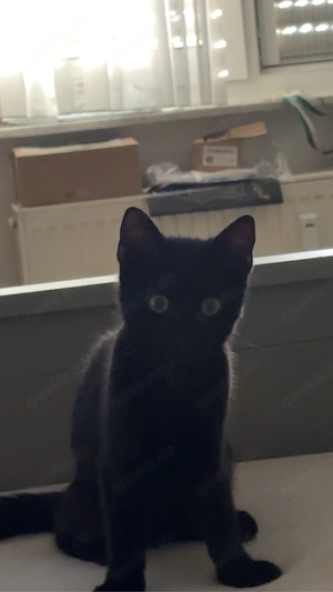 Süße Katze abzugeben