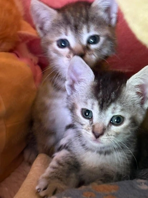 Süße BKH Mixkitten suchen ihr für immer zu Hause   