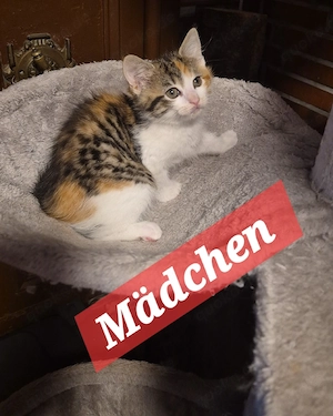 Maine Coon Glückskatzen  Mix Kitten 