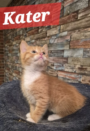 Maine Coon Mix Kitten 