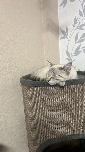 Kitten 4,5 Monate alt 