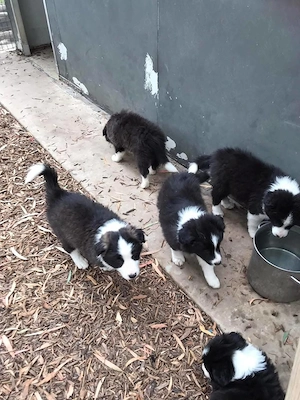 Border-Collie-Welpen suchen liebevolle Familien