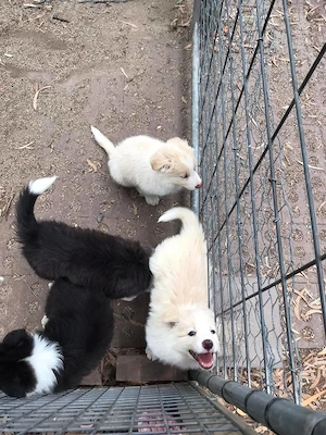Border-Collie-Welpen suchen liebevolle Familien