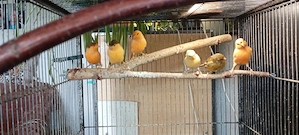 Kanarienvögel Bild 5
