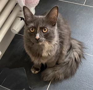 sehr verschmuster Maine Coon Torti Mädchen