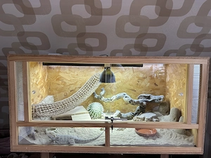 Terrarium mit Bartagame