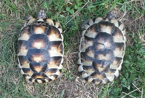 5 Jahre alte Breitrandschildkröten, weiblich erbrütet