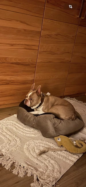 Boston Terrier Rüde 