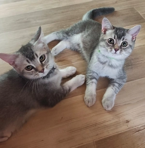 BKH Kitten 