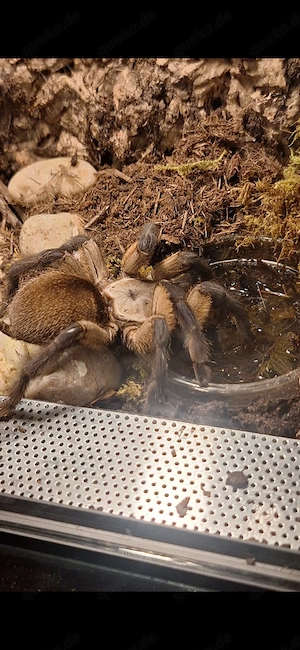 Monocentropus balfouri 0.1 adult 