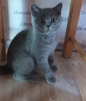 BKH Kitten mit Stammbaum 