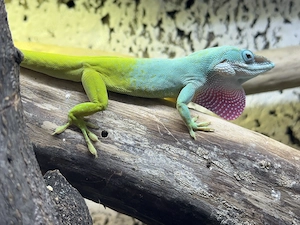 Biete Anolis allisoni und bahorucoensis