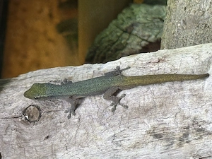 Phelsuma, Sphaerodactylus, Lygodactylus und Co.