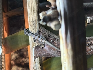 Biete Anolis bahorucoensis