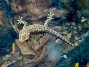 Phelsuma, Sphaerodactylus, Lygodactylus und Co. Bild 3
