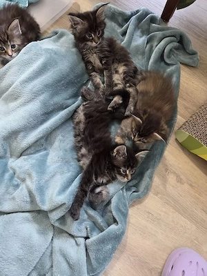 Maine Coon Kitten Bild 1