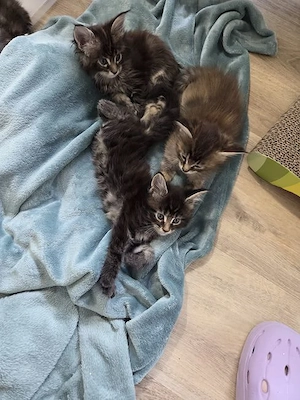 Maine Coon Kitten Bild 2