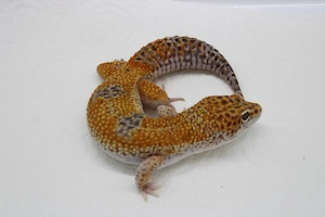 Leopardgecko - Eublepharis macularius - Purple Head -Männchen