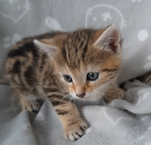 Europäische Hauskatze