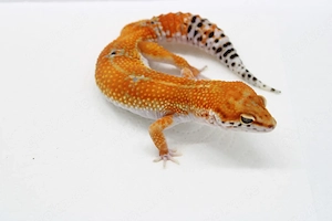 Leopardgecko - Eublepharis macularius - Purple Head - Weibchen