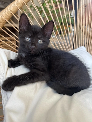 Katzenbabys Kitten