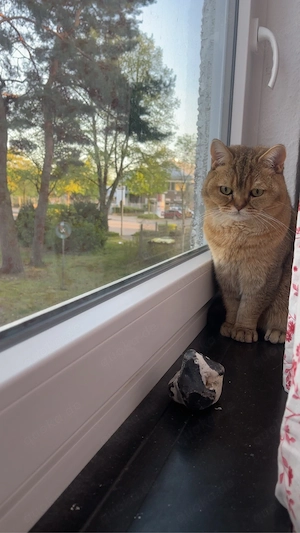 BKH kater, 1 jahr alt - liebevoll und verschmust