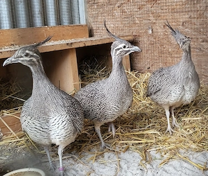 Schopftinamus, Tinamu, Perlsteißhuhn
