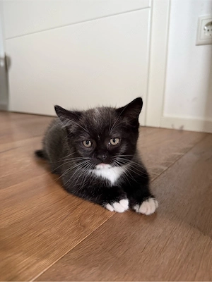 BKH Mix Kitten sucht ein neues Zuhause