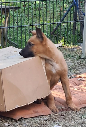 Belgischer Schäferhund Welpen, Malinois Bild 5