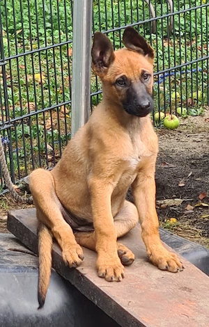 Belgischer Schäferhund Welpen, Malinois Bild 2