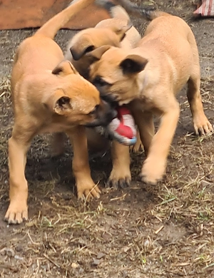 Belgischer Schäferhund Welpen, Malinois Bild 4