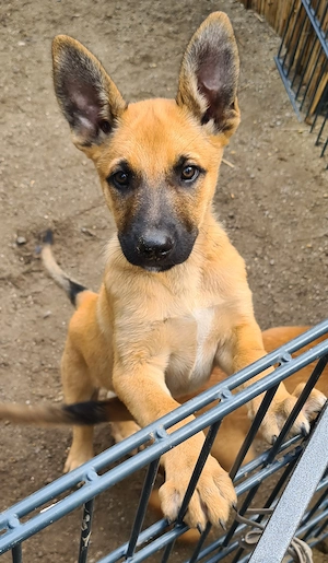 Belgischer Schäferhund Welpen, Malinois Bild 8
