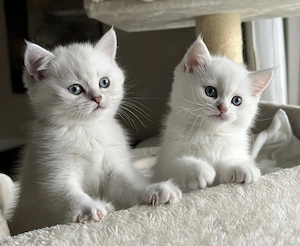 BKH Black Silver Point Kitten Katzen blaue Augen mit Stammbaum abgabebereit! 