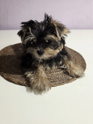 Yorkshire terrier rude 