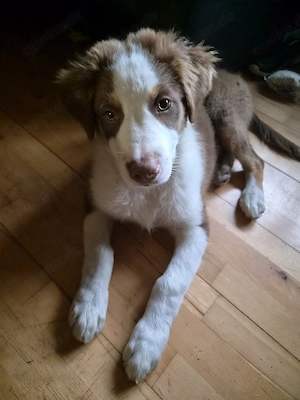 Australian Shepherd Rüde Welpe