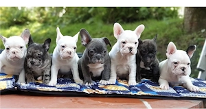 Zuckersüße sportliche Französische Bulldoggen Welpen Blue Lilac