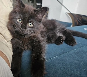 Zauberhafte Maine Coon Mischling
